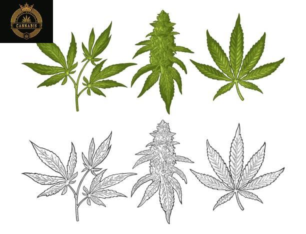 THE DIFFERENT TYPES OF ASOCIACION CANNABICAS